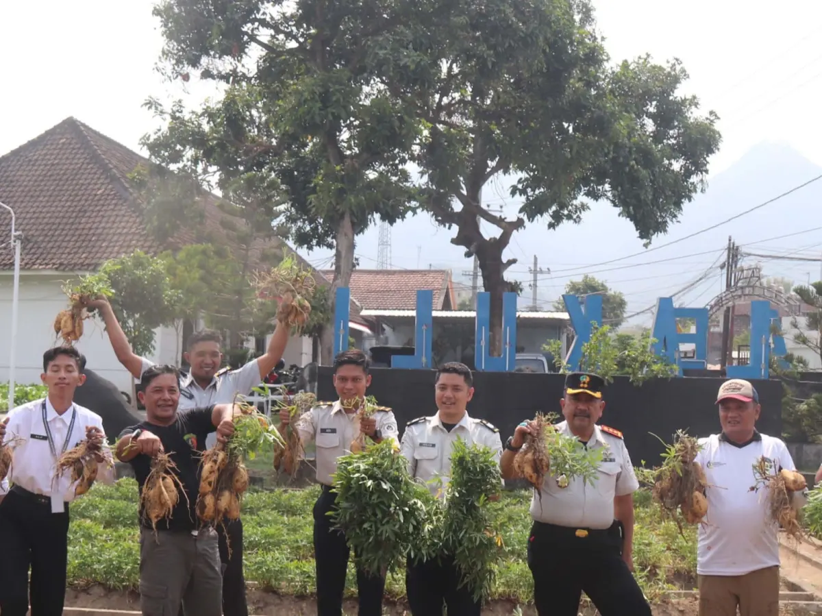 Panen 120 Kilogram Ubi Cilembu, Lapas Kediri Buktikan Pembinaan Warga Binaan  Hasil Nyata
