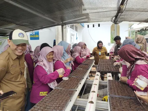 KWT Kecamatan Setu Kompak Semai Cabe hingga Tanam Jagung, Ketahanan Pangan Makin Bergairah