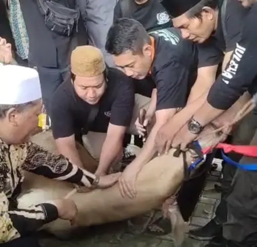 Ratusan Peserta Bimtek Juleha Potong Dua Ekor SapiÂ 
