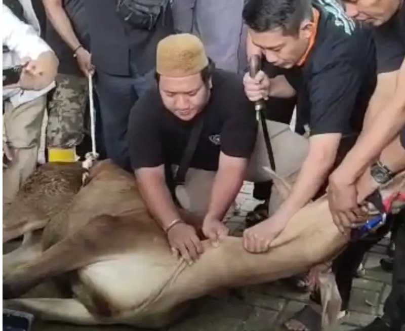 Tim Kesehatan Tangsel, Ingatkan Warga Jeli Memilih Hewan KurbanÂ 