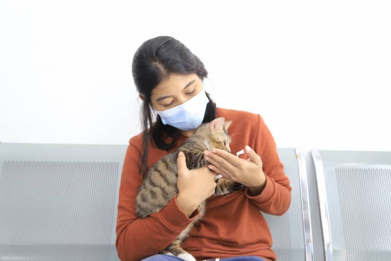 UPTD Puskeswan Kota Tangerang Buka Layanan kastrasi Kucing