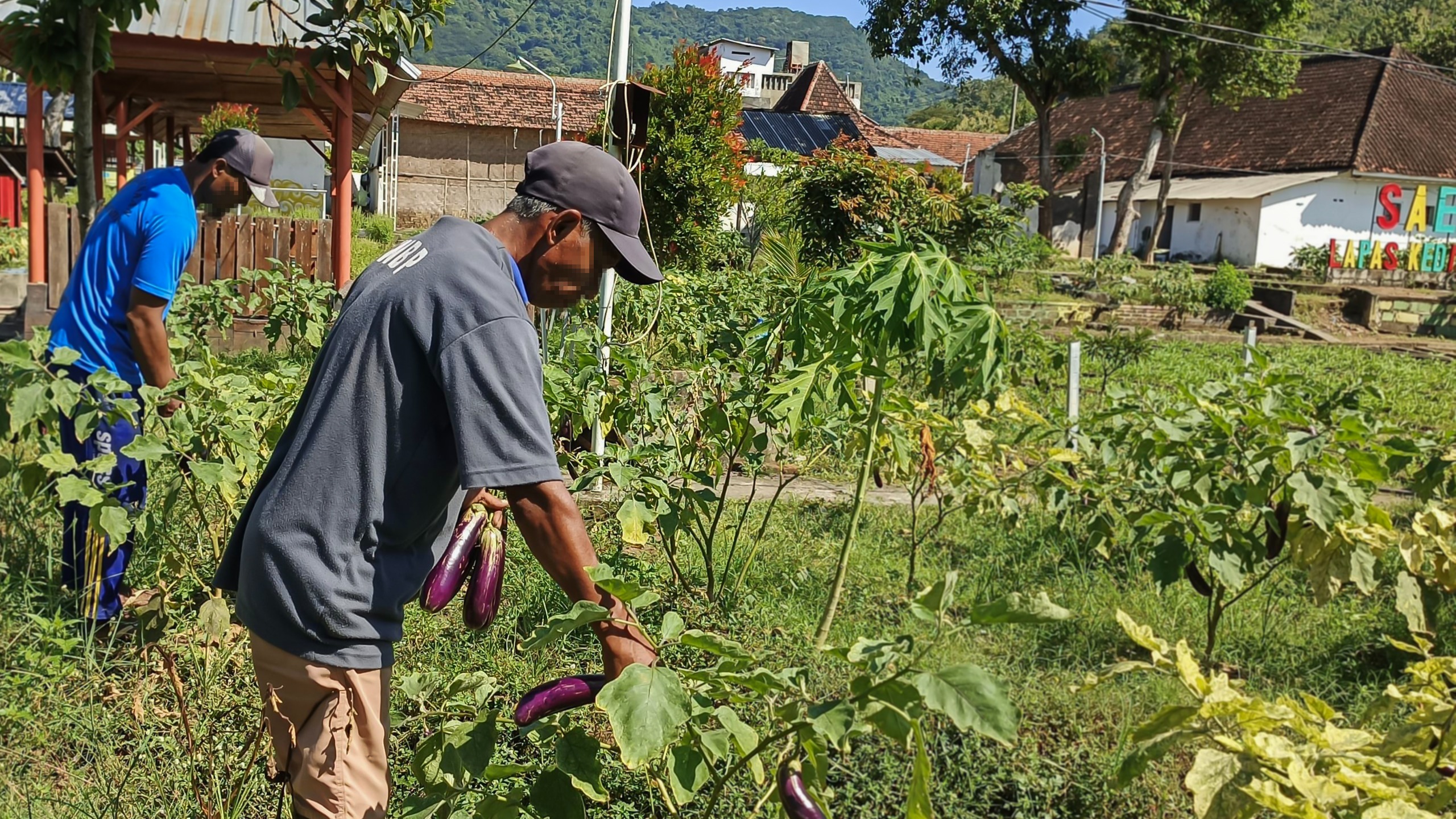 Dukung Ketahanan Pangan,  Warga Binaan Lapas Kelas II A Kediri Berhasil Memanen 18 Kuintal Terong