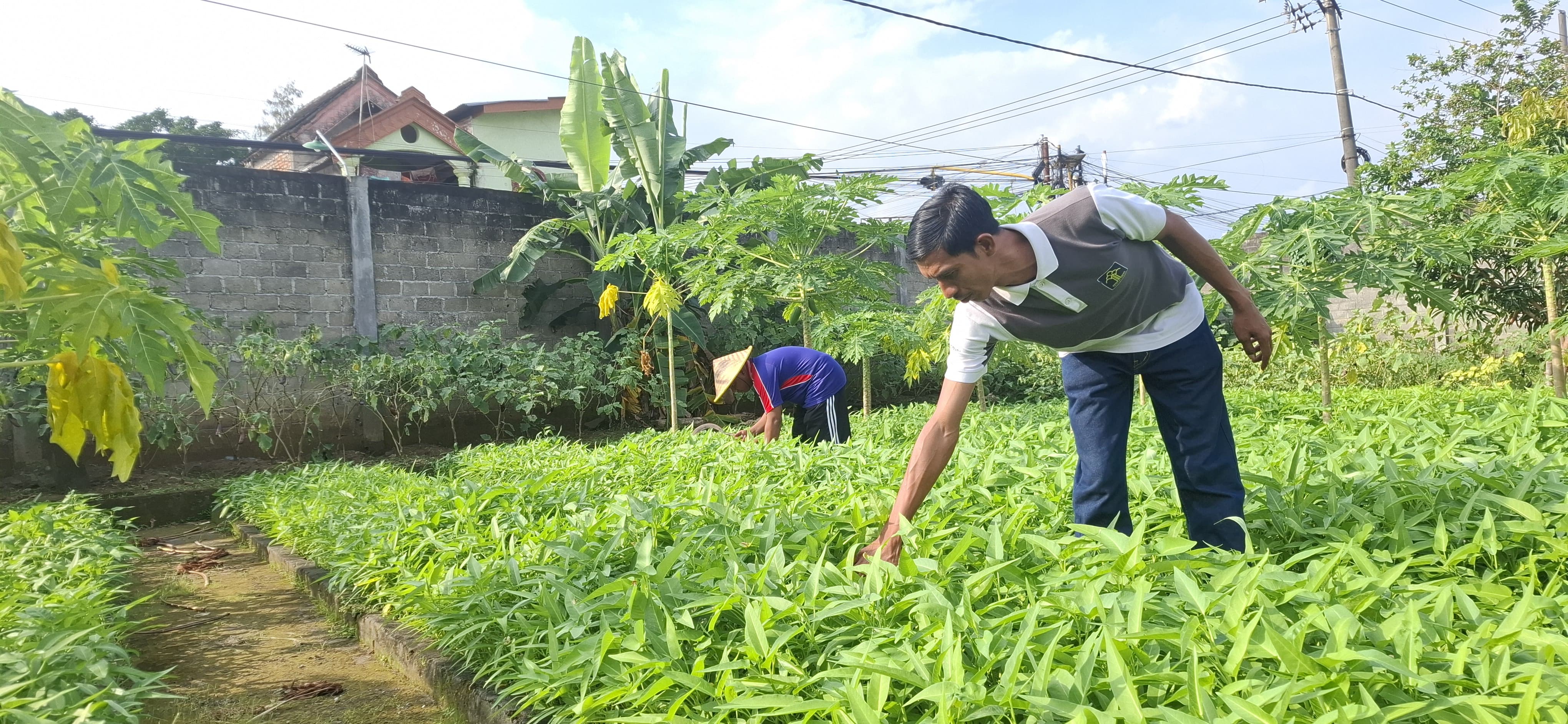 Dari Lapas untuk Negeri: 400 Kg Kangkung Bukti Nyata Akselerasi Program Ketahanan Pangan