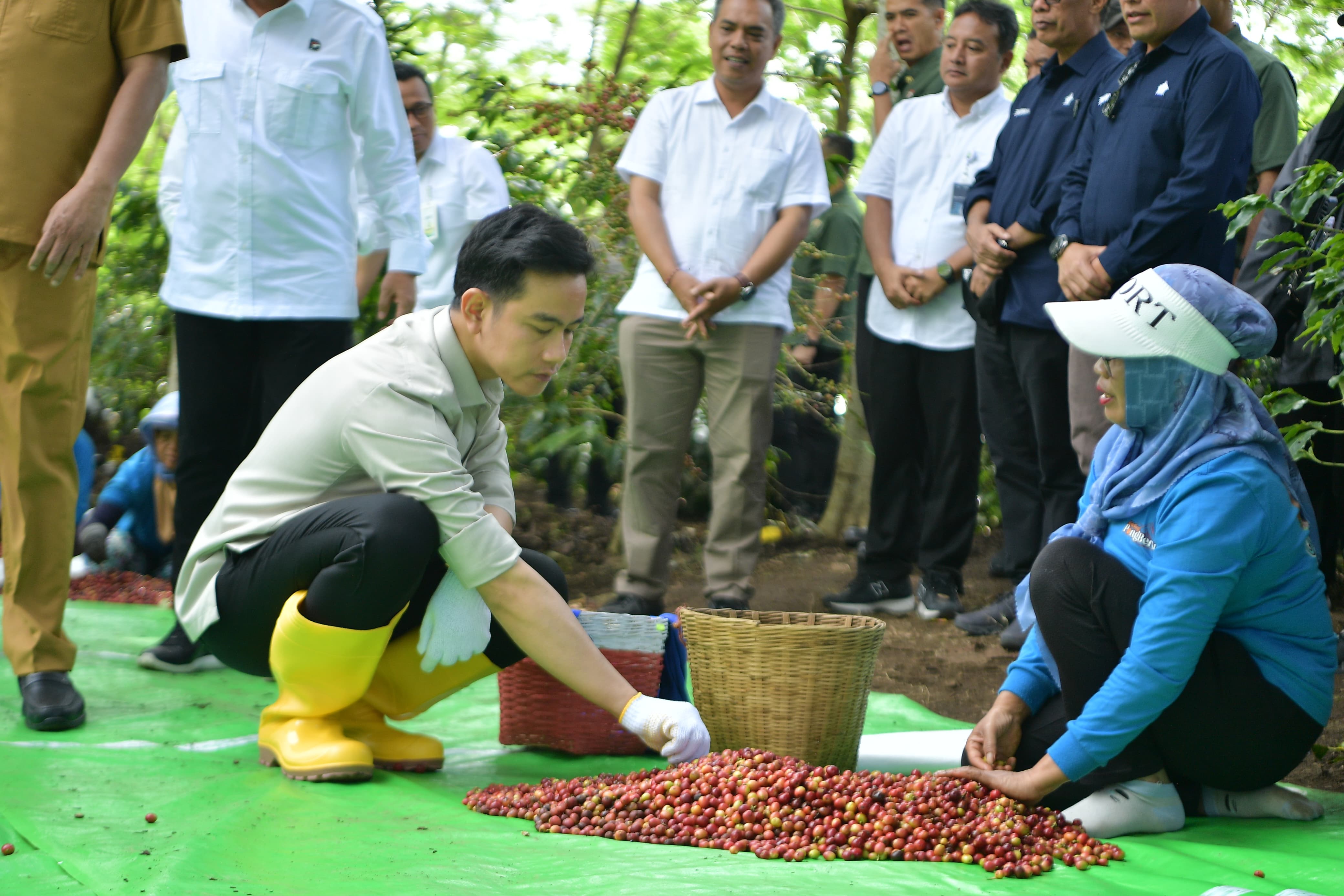 Hadiri Panen Raya Kopi Ijen, Wapres Sebut Komodiatas Kopi Indonesia Mampu Cukupi Pasar Global