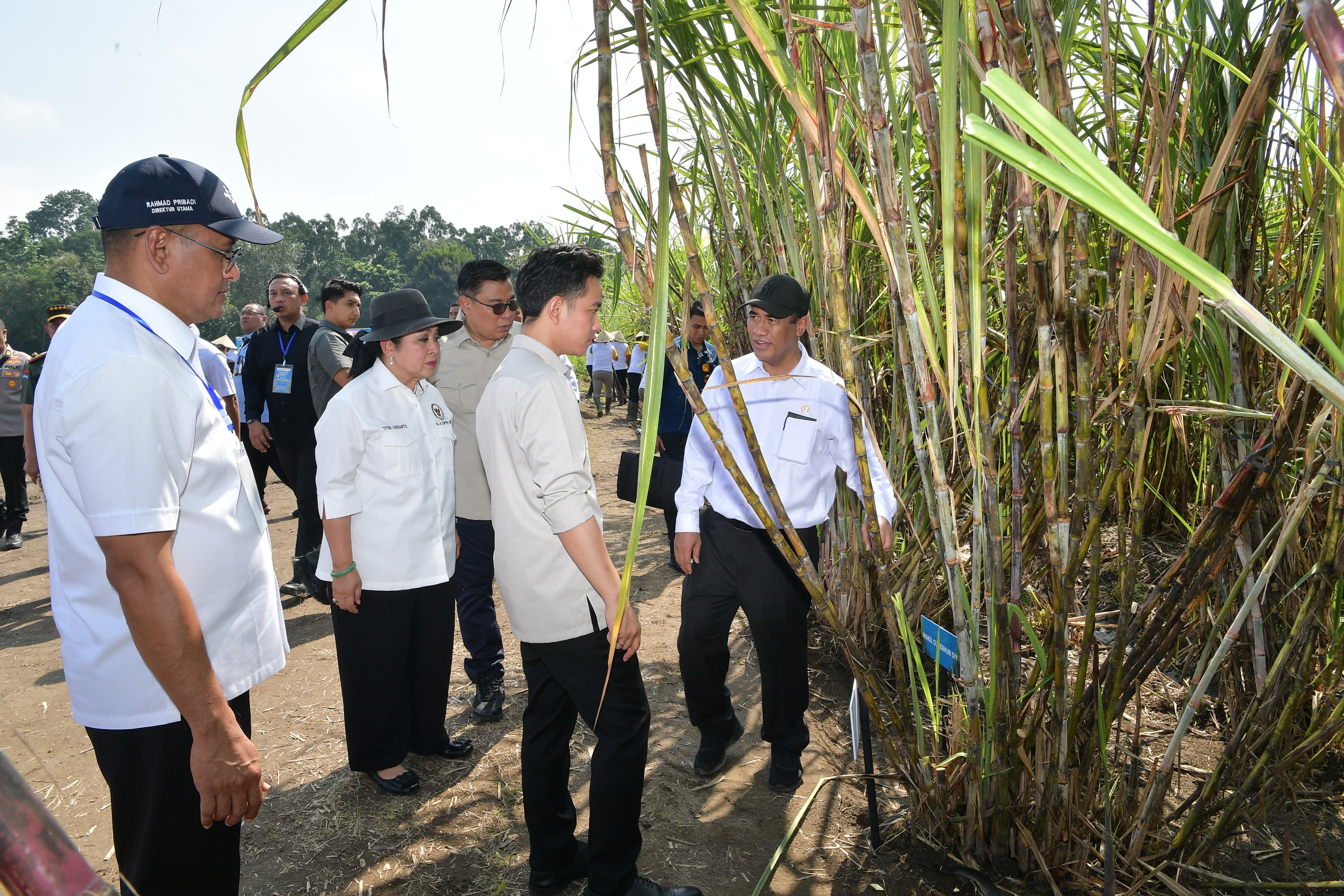 Wapres Gibran: Tahun Depan Indonesia Swasembada Gula Konsumsi