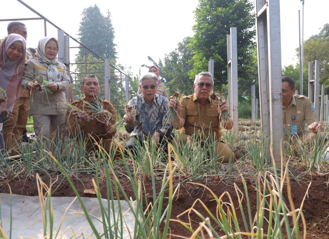 Benyamin Dorong Inovasi Bawang Merah Tangsel Lewat Pupuk BioOrganik