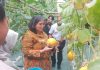 Pj Walikota Kediri Panen Melon, Hidroponik Solusi Bercocok Tanam