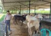 Prof. Muladno Desak Audit Nasional Program Desa Korporasi Sapi, Nilai Vonis Joni tak Adil
